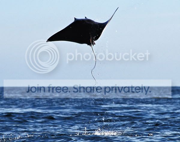 stingray_008.jpg