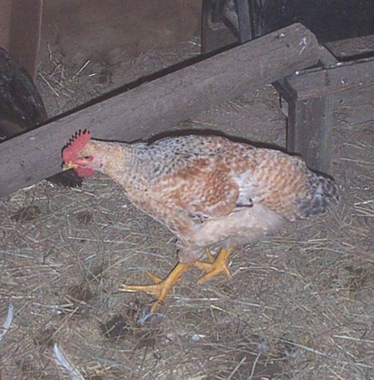 Why arent my chickens laying eggs yet pics backyard chickens