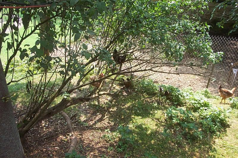 Why arent my chickens laying eggs yet pics backyard chickens