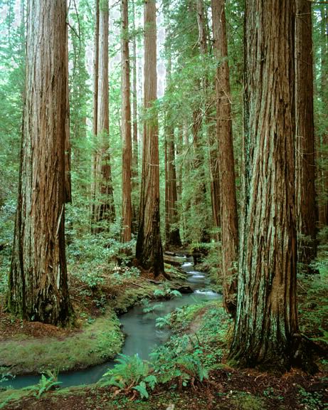 https://i134.photobucket.com/albums/q82/mechanix202/RedwoodForest2.jpg