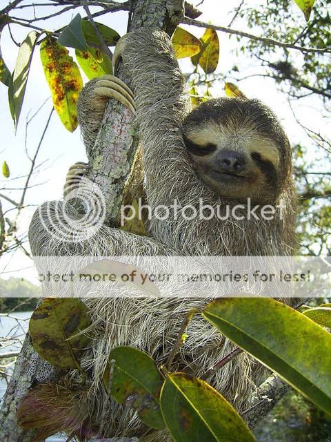 https://i134.photobucket.com/albums/q82/mechanix202/sloth.jpg