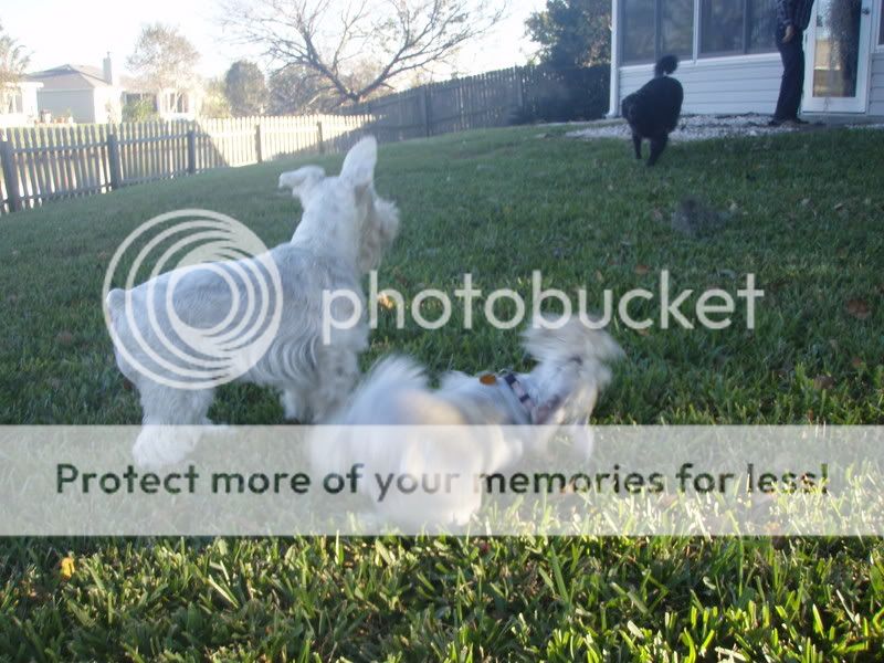 Photo Sharing and Video Hosting at Photobucket