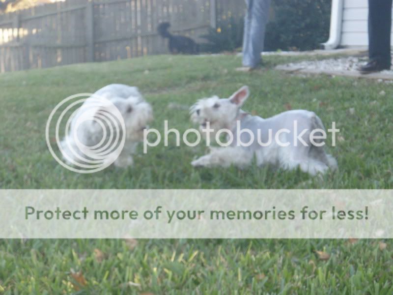 Photo Sharing and Video Hosting at Photobucket