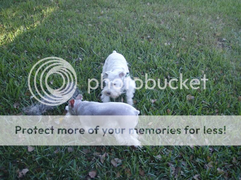 Photo Sharing and Video Hosting at Photobucket