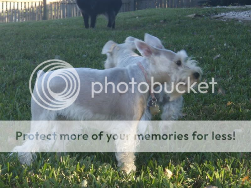 Photo Sharing and Video Hosting at Photobucket