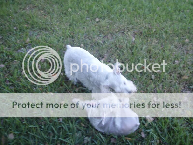 Photo Sharing and Video Hosting at Photobucket