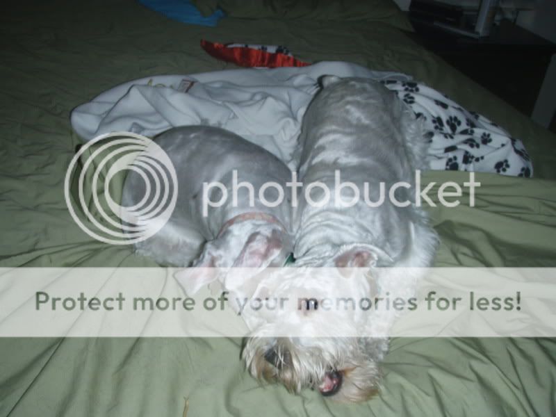 Photo Sharing and Video Hosting at Photobucket