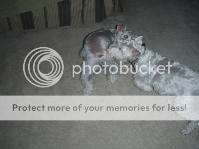 Photo Sharing and Video Hosting at Photobucket