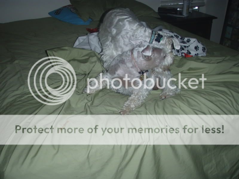 Photo Sharing and Video Hosting at Photobucket