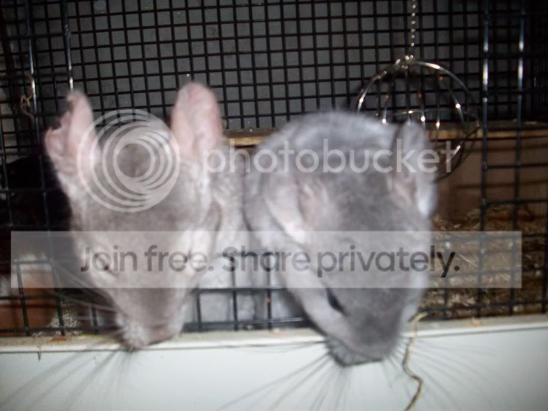 100_4727-1.jpg